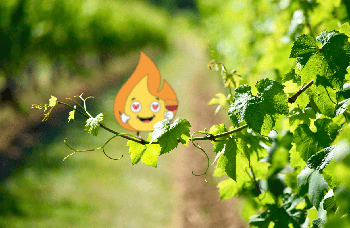 Flamme Maxima logo de MaxThomasBois présente le bois de chauffage en Bourgogne