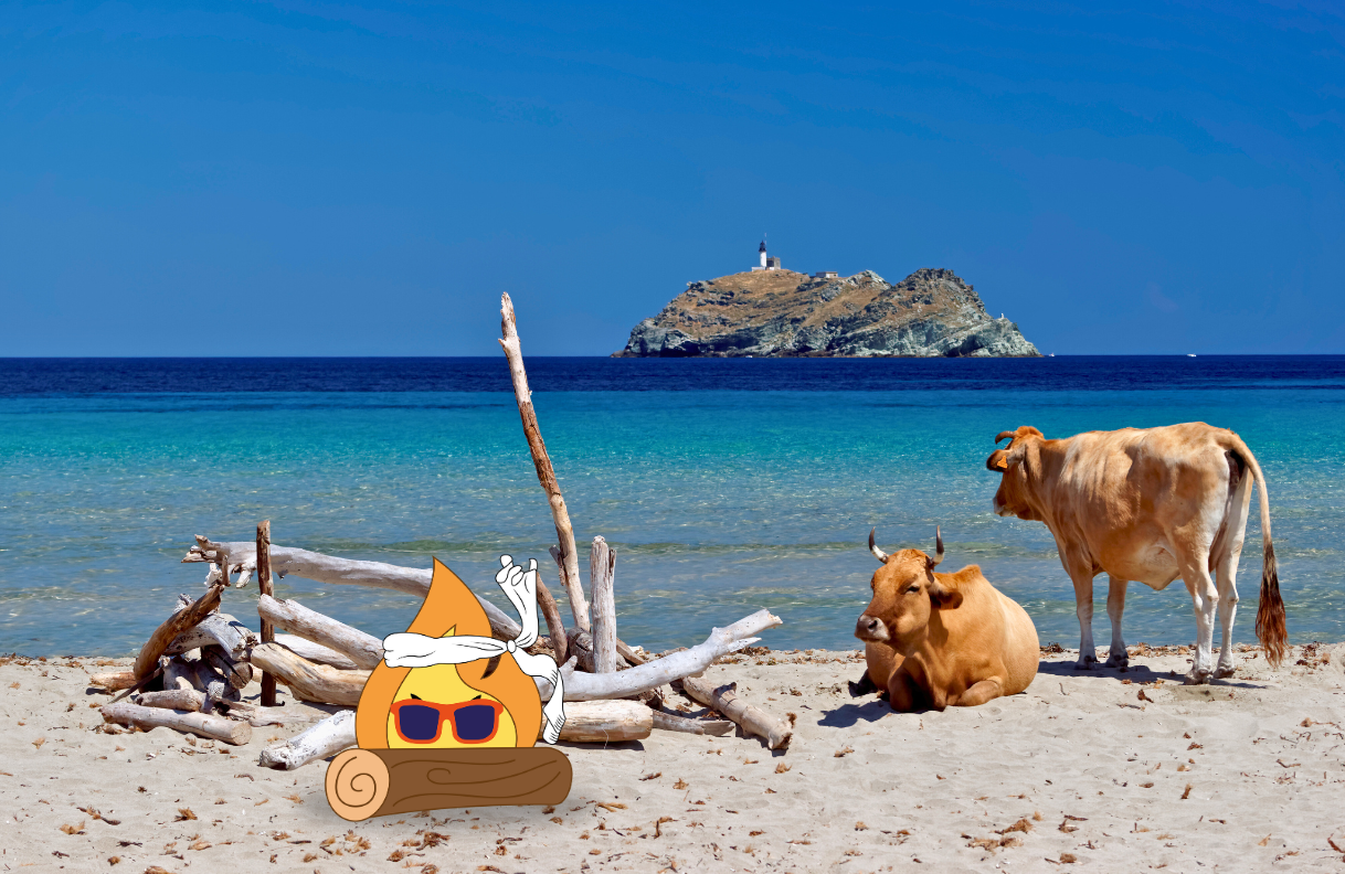 Plage de Corse ou Maxima Logo de MaxThomasBois bronze avec sa buche sec