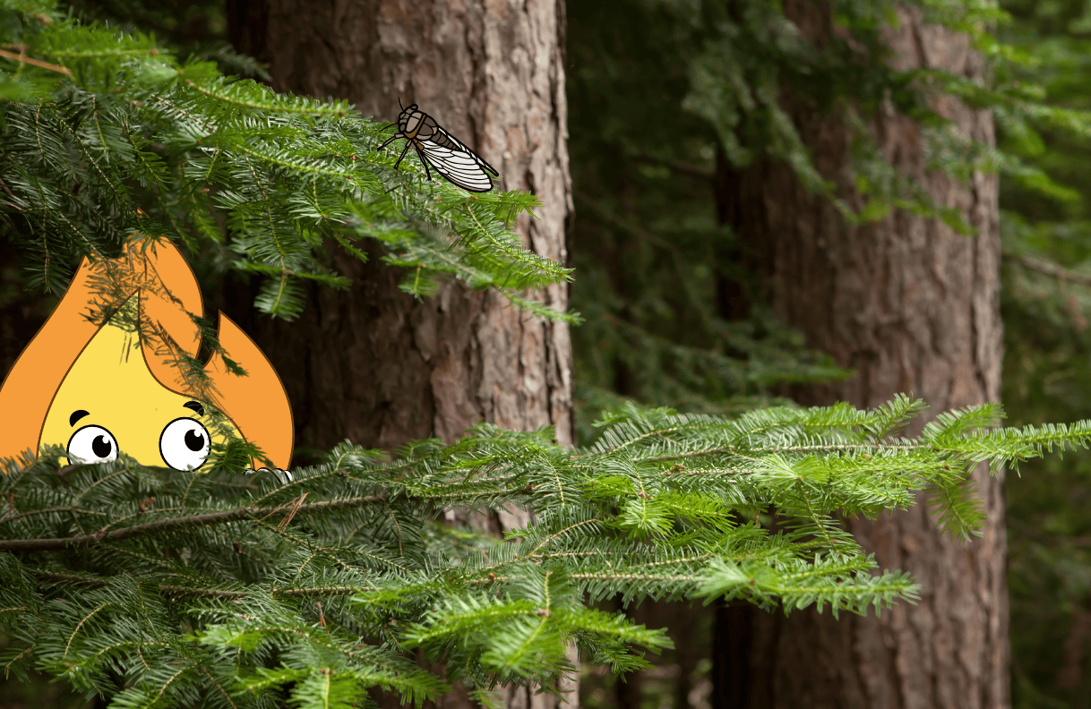 Maxima la petite flamme de MaxThomasBois se cache dans la forêt de Fréjus