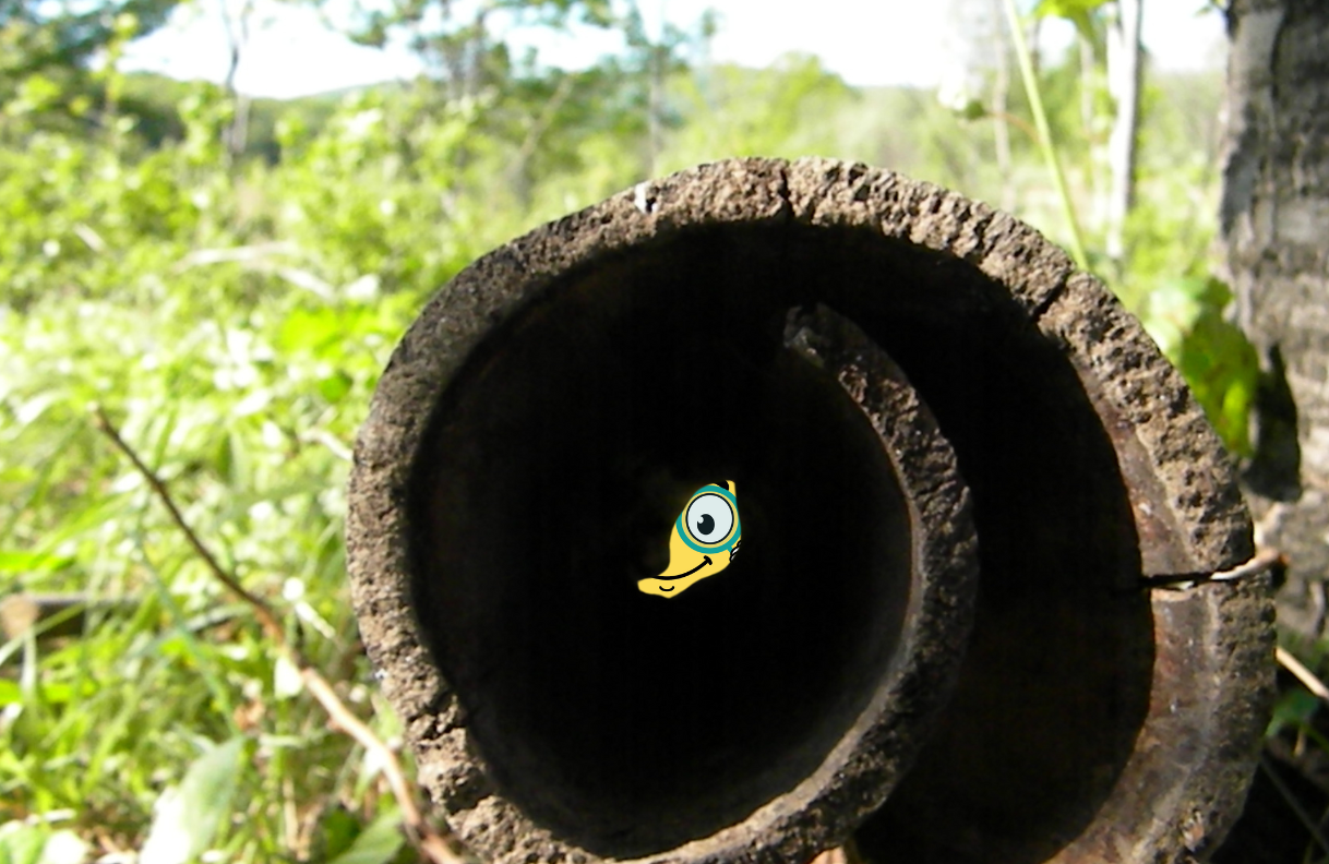 Maxima la petite flamme de MaxThomasBois se cache dans la foret