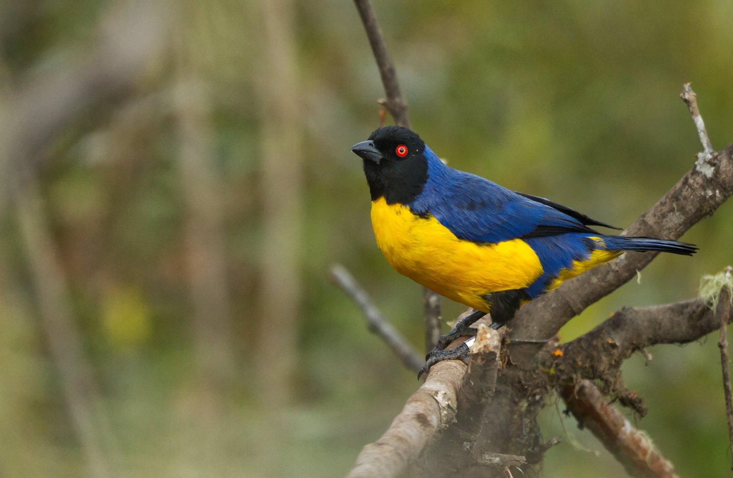 Colombia Andes Bird Photography Tour