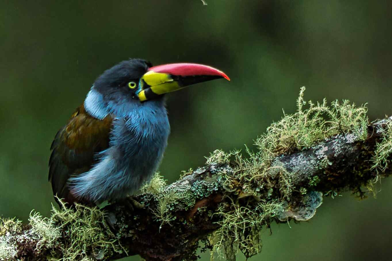 Colombia Bird Photography Tour