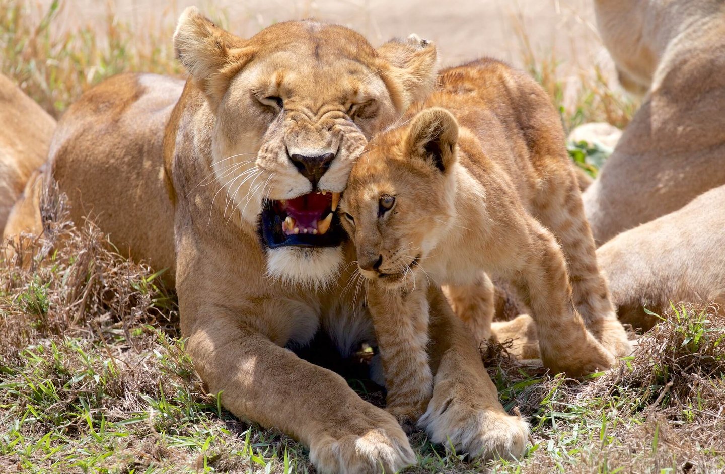Four Seasons Serengeti Tanzania lion & cub