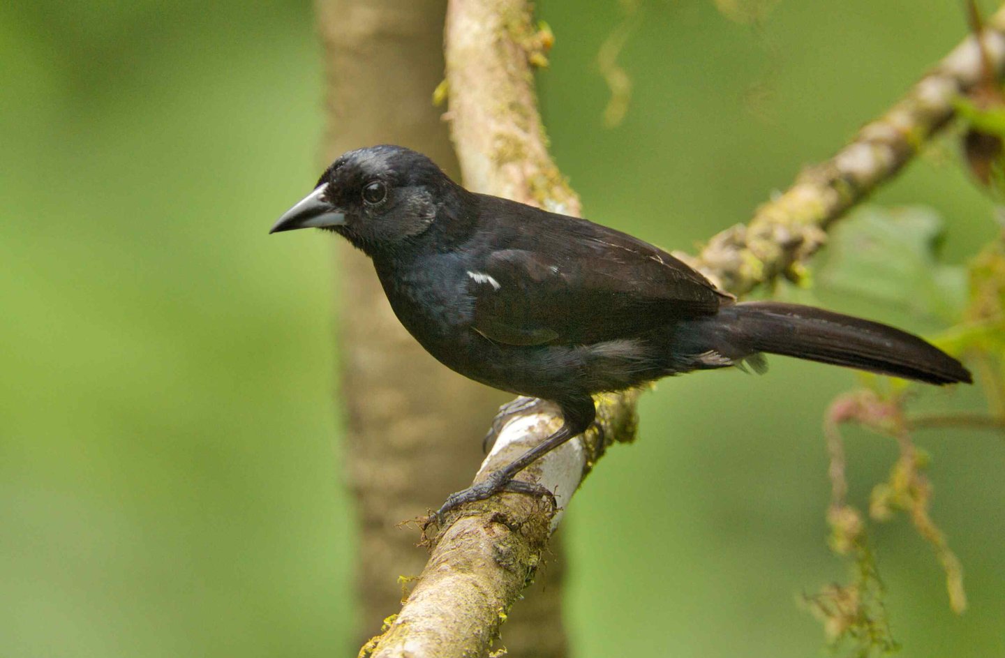 Birdwatching Abra Malaga Machu Picchu & Manu National Park 10 Days