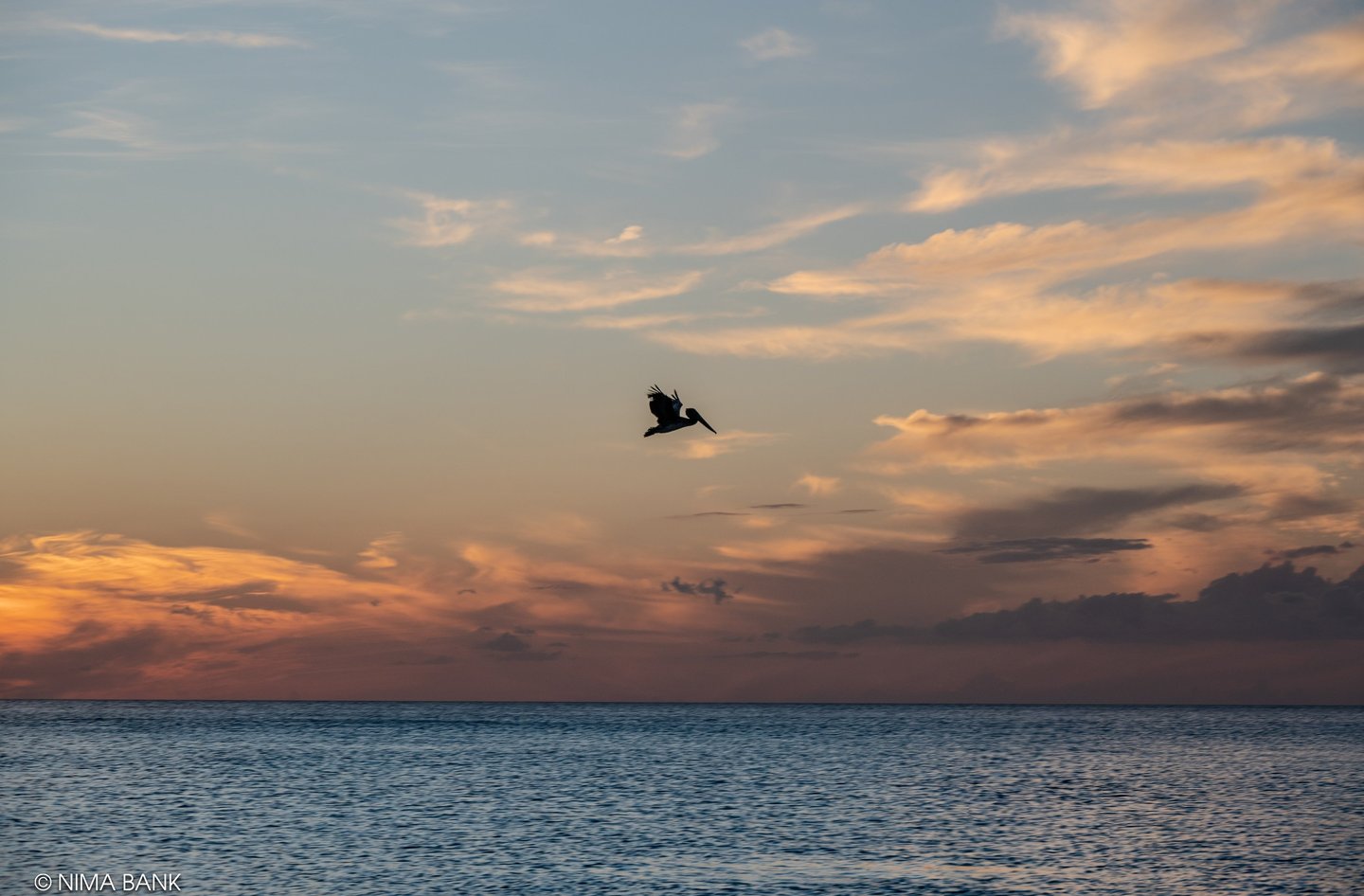 a pelican soaring over the gulf of mexico during a fiery orange sunset in naples florida
