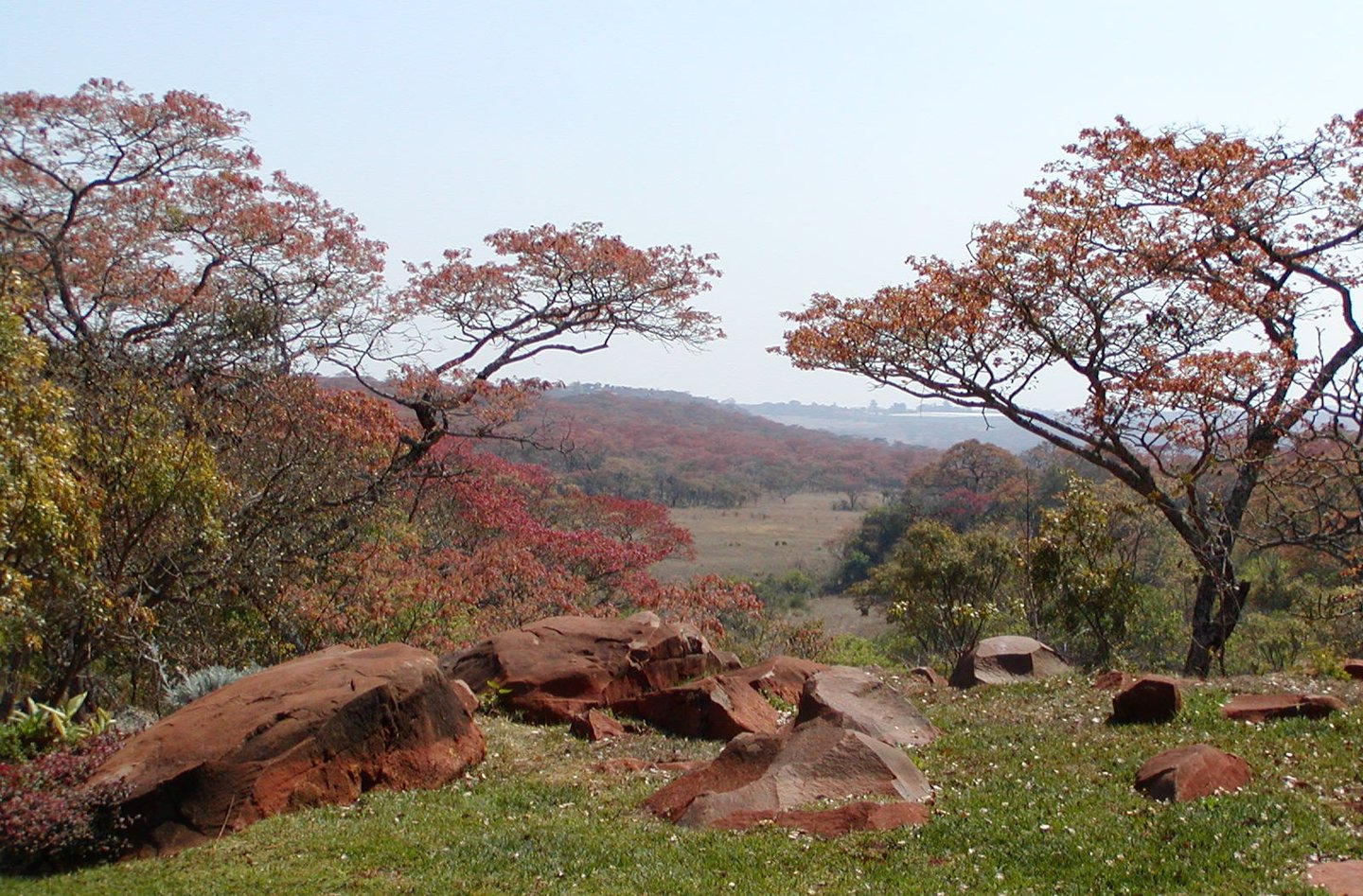 A view from an African garden overlooking  Red Msasa trees and the veldt beyond