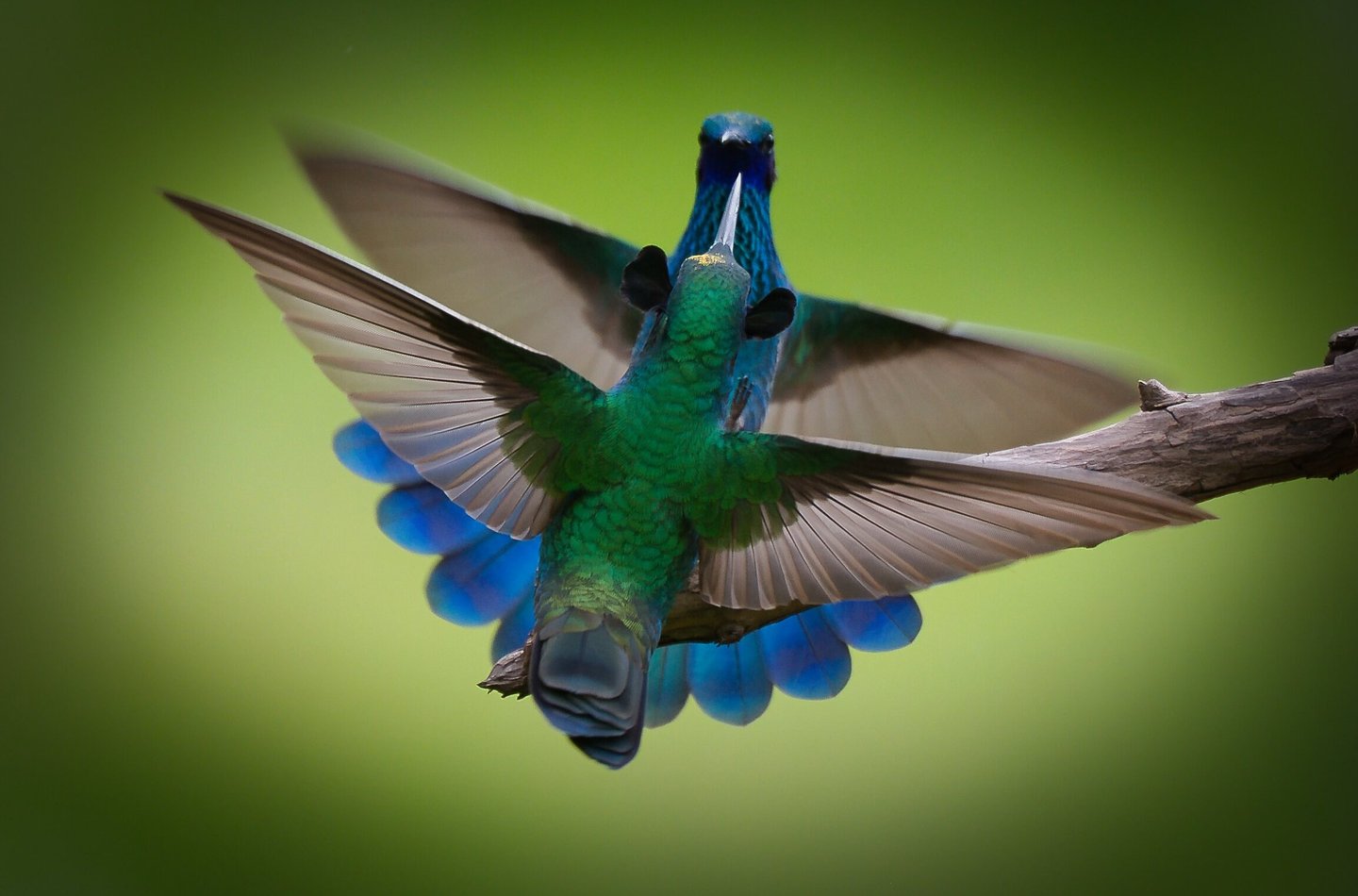 This image captures two Sparkling Violetear hummingbirds