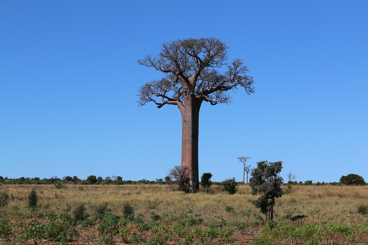 Magnifique baobab permettant de produire la poudre de baobab Evodie