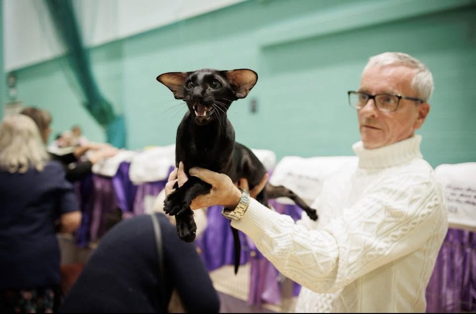 Pete Kilmartin of Niterap Siamese and Orientals at a GCCF cat show.