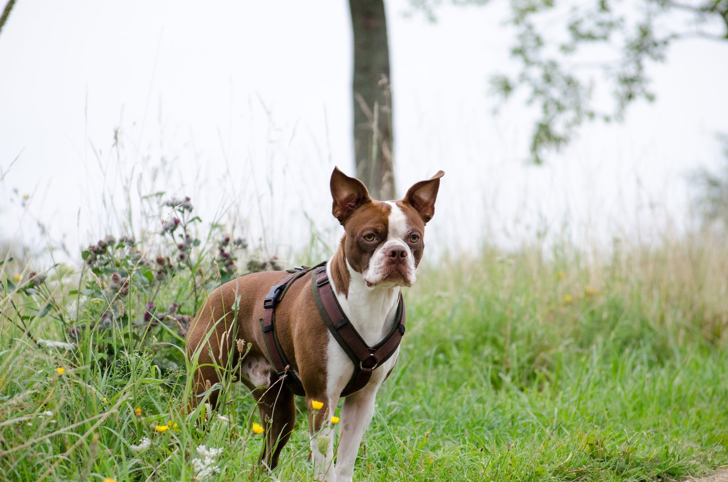 Boston Terrier Murphy