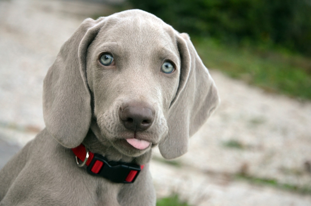 Éducation canine à domicile en Loire-Atlantique avec un éducateur canin professionnel
