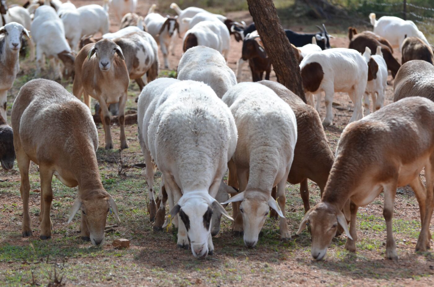 Goats and Sheeps for sale