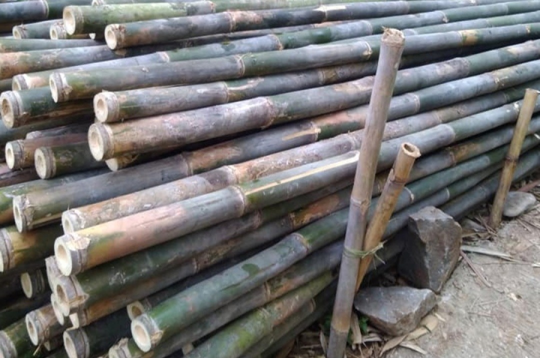 bambu proyek bangunan