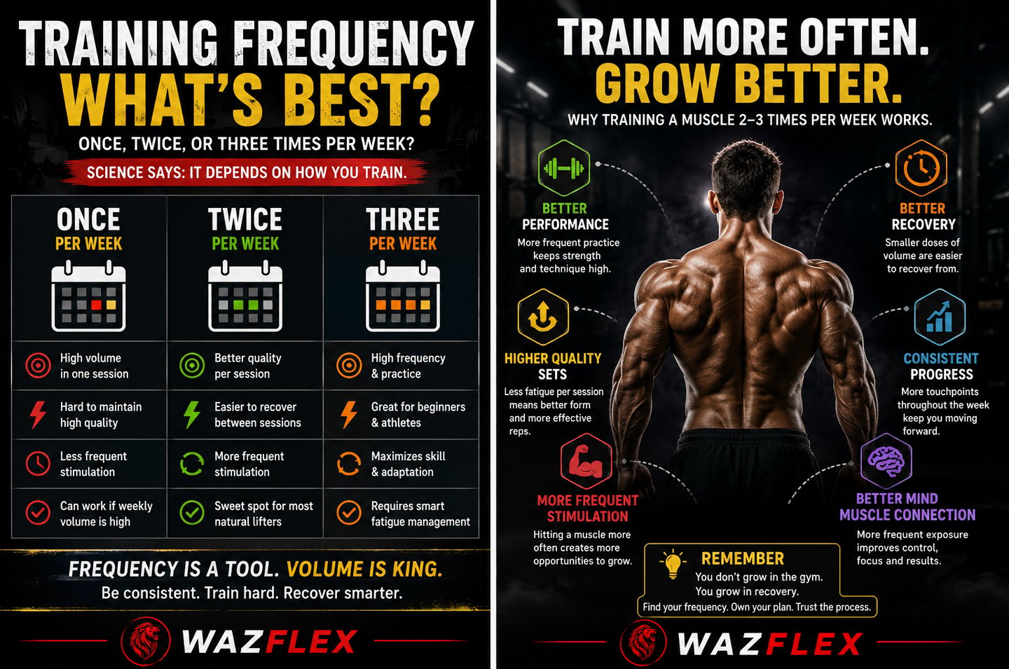how often should you train each muscle per week : wazflex exclusive