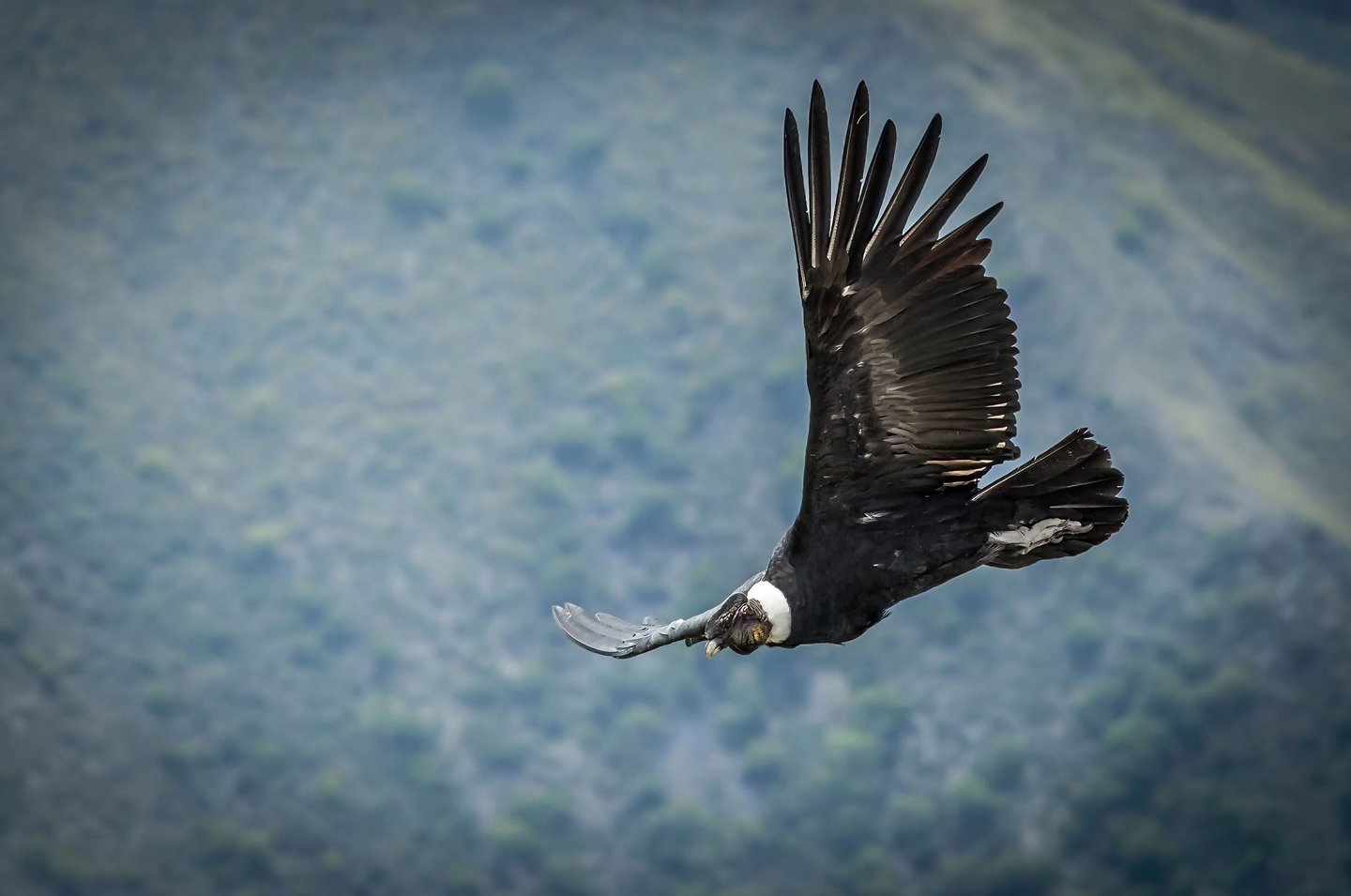 Colombia Bird Photography Tour