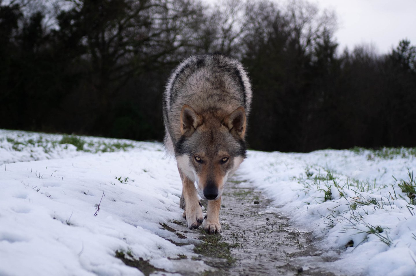 Un chien loup qui marche dans la neige