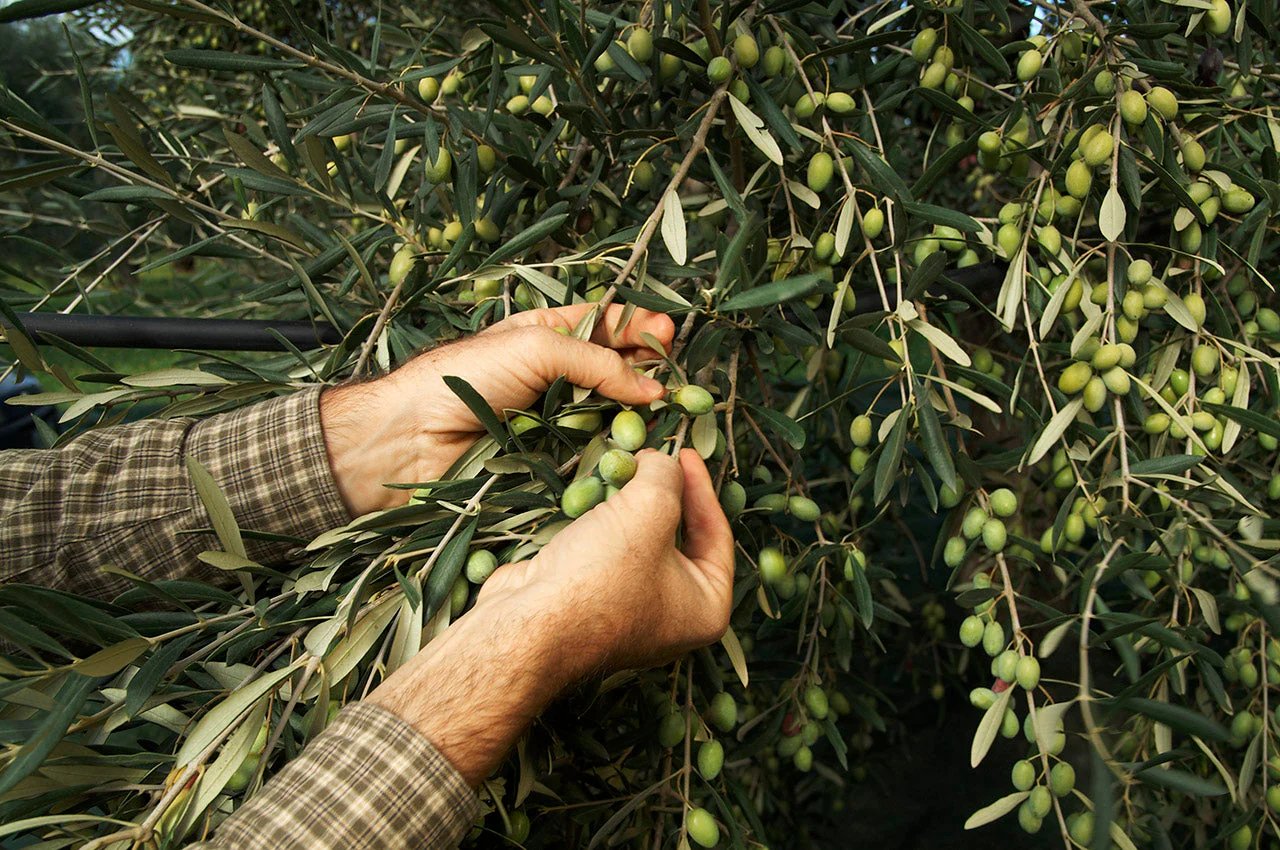 Hands gently hand-picking fresh green olives from an olive tree