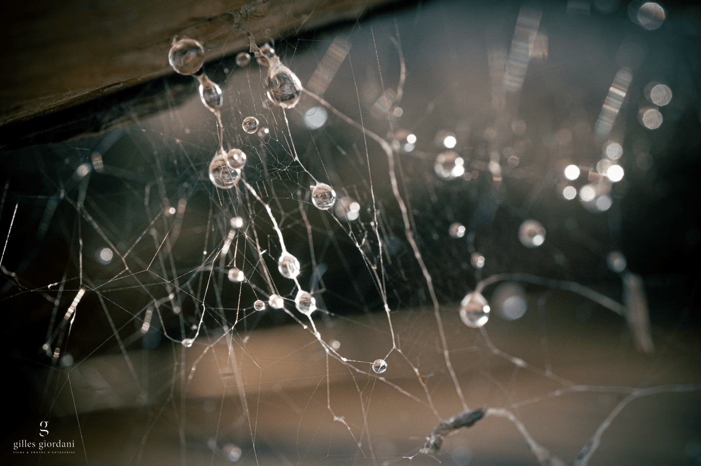 Photographie macro en Vaucluse par Gilles Giordani