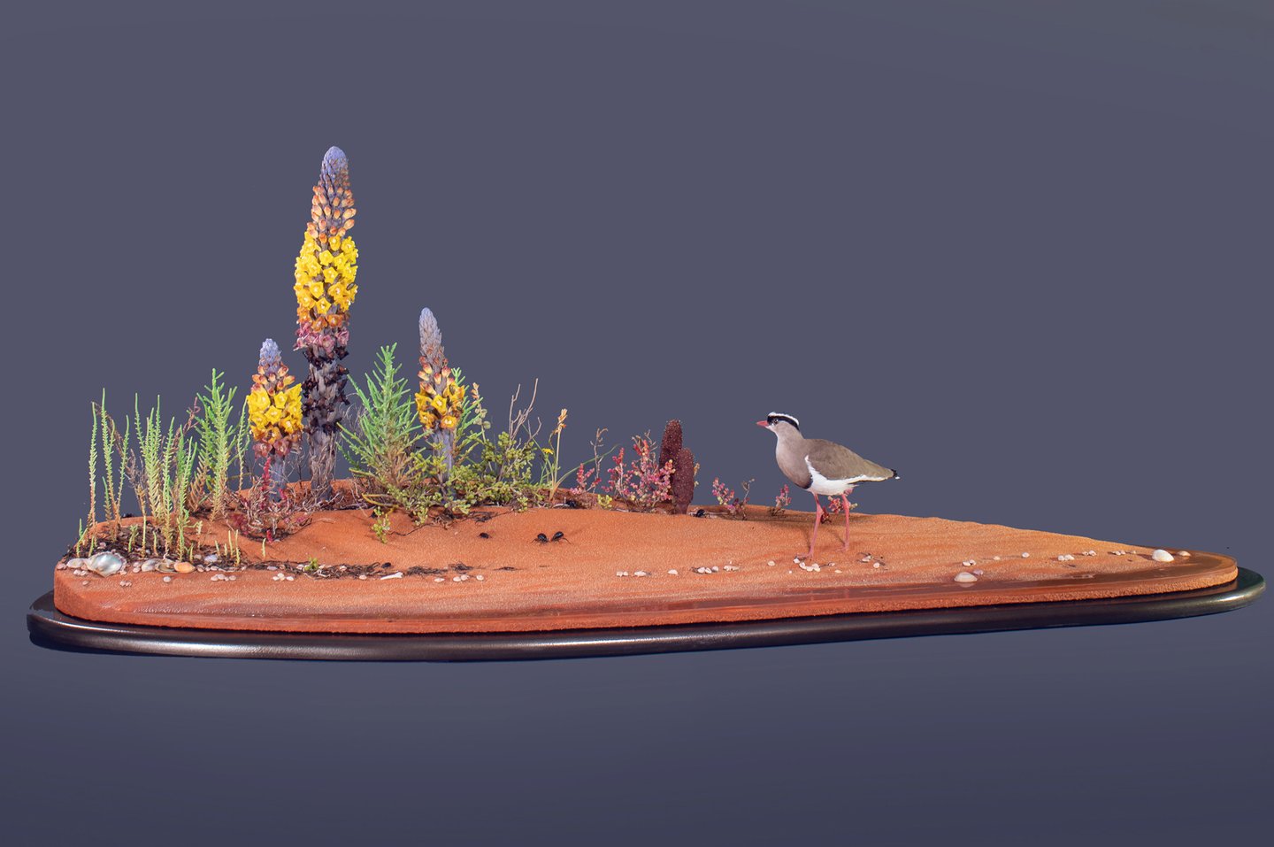True-to-nature habitat diorama of Arabian beach in spring, made by Sebastian Brandt