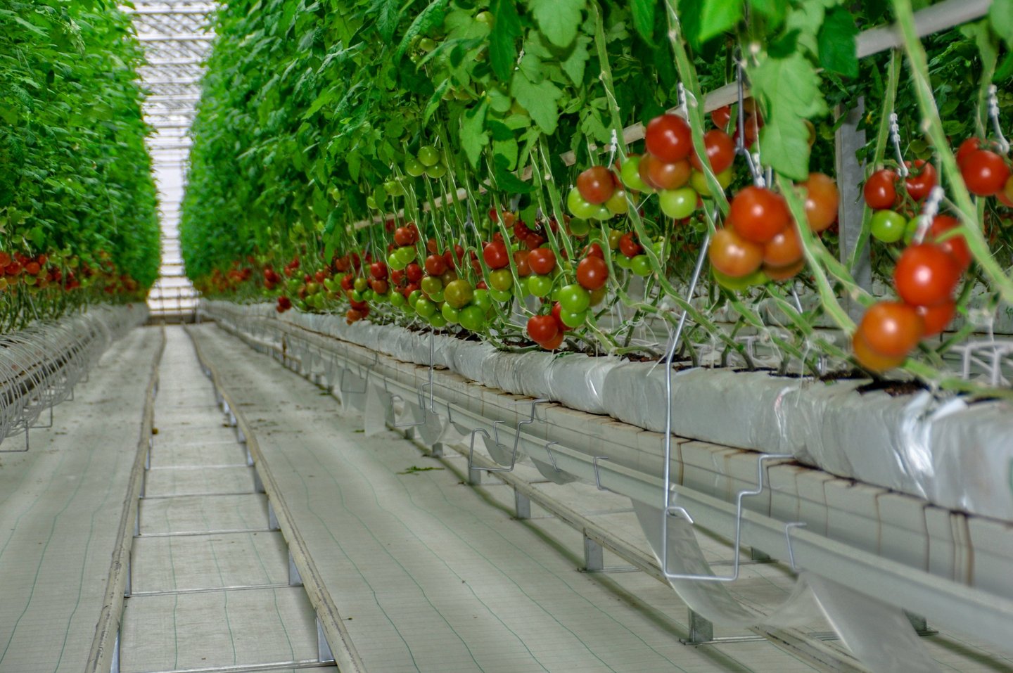 Greenhouse Growing Gutters