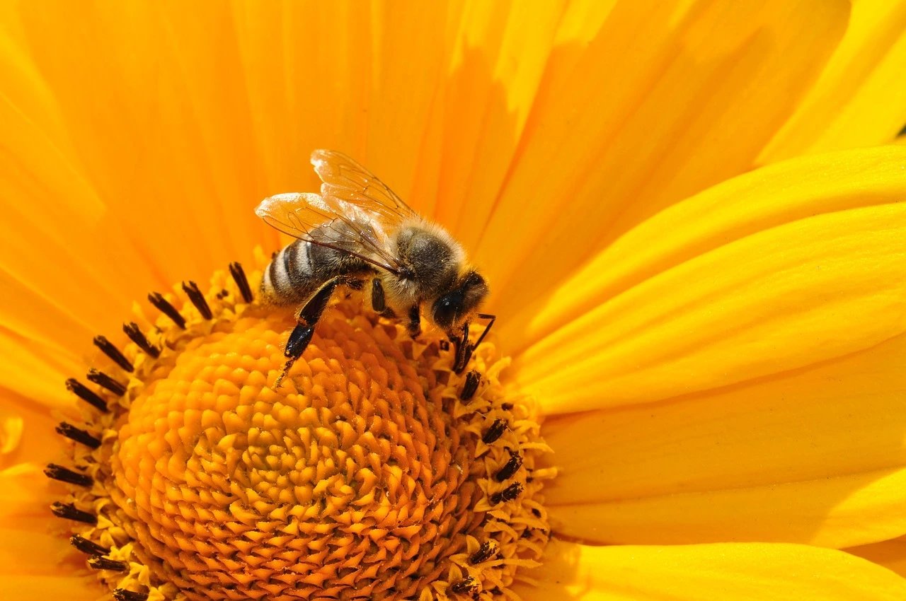une abeille sur une fleur jaune