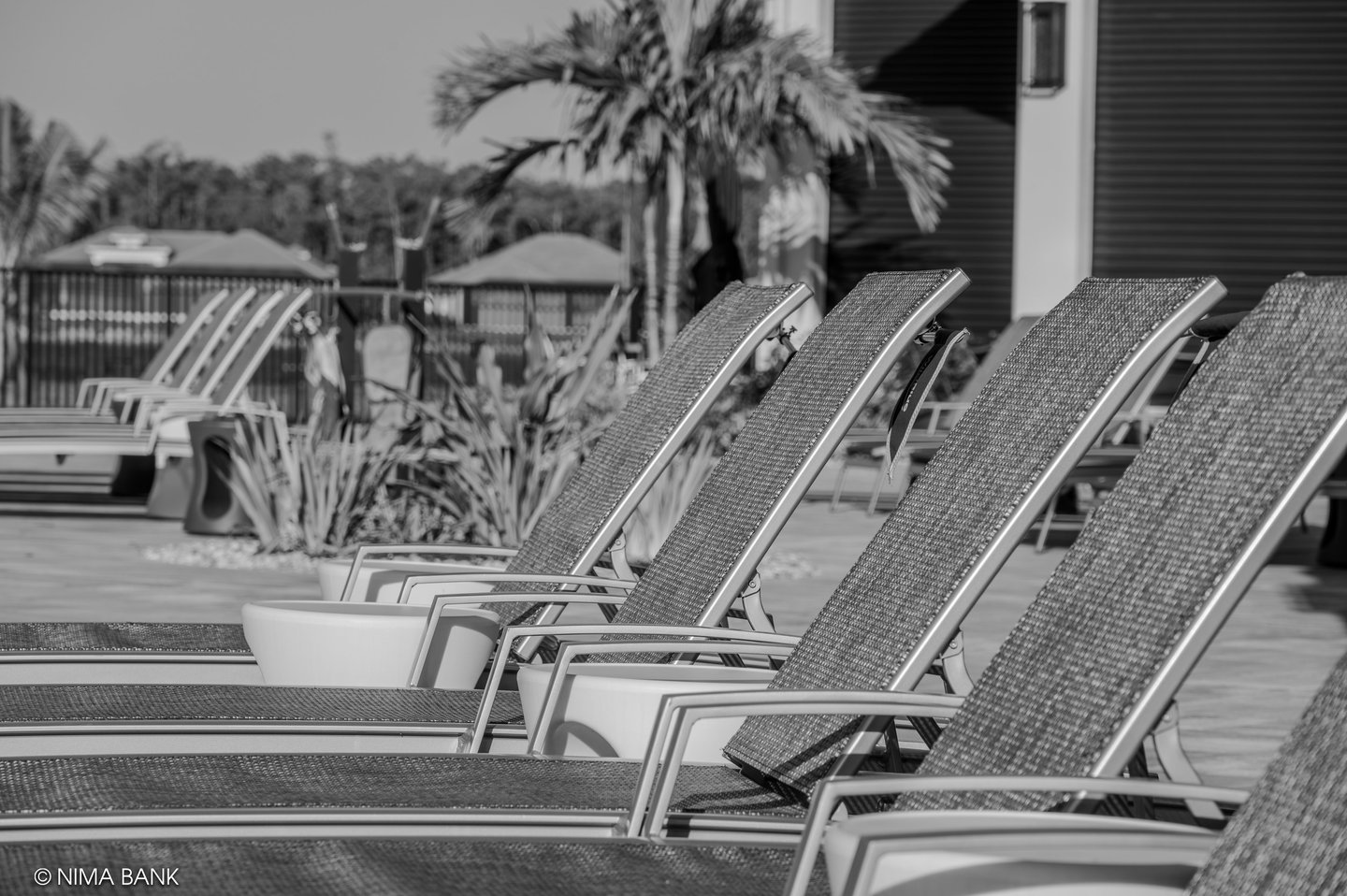 a row of chaise lounges and some palm trees and aloe trees at wildblue resort in estero florida