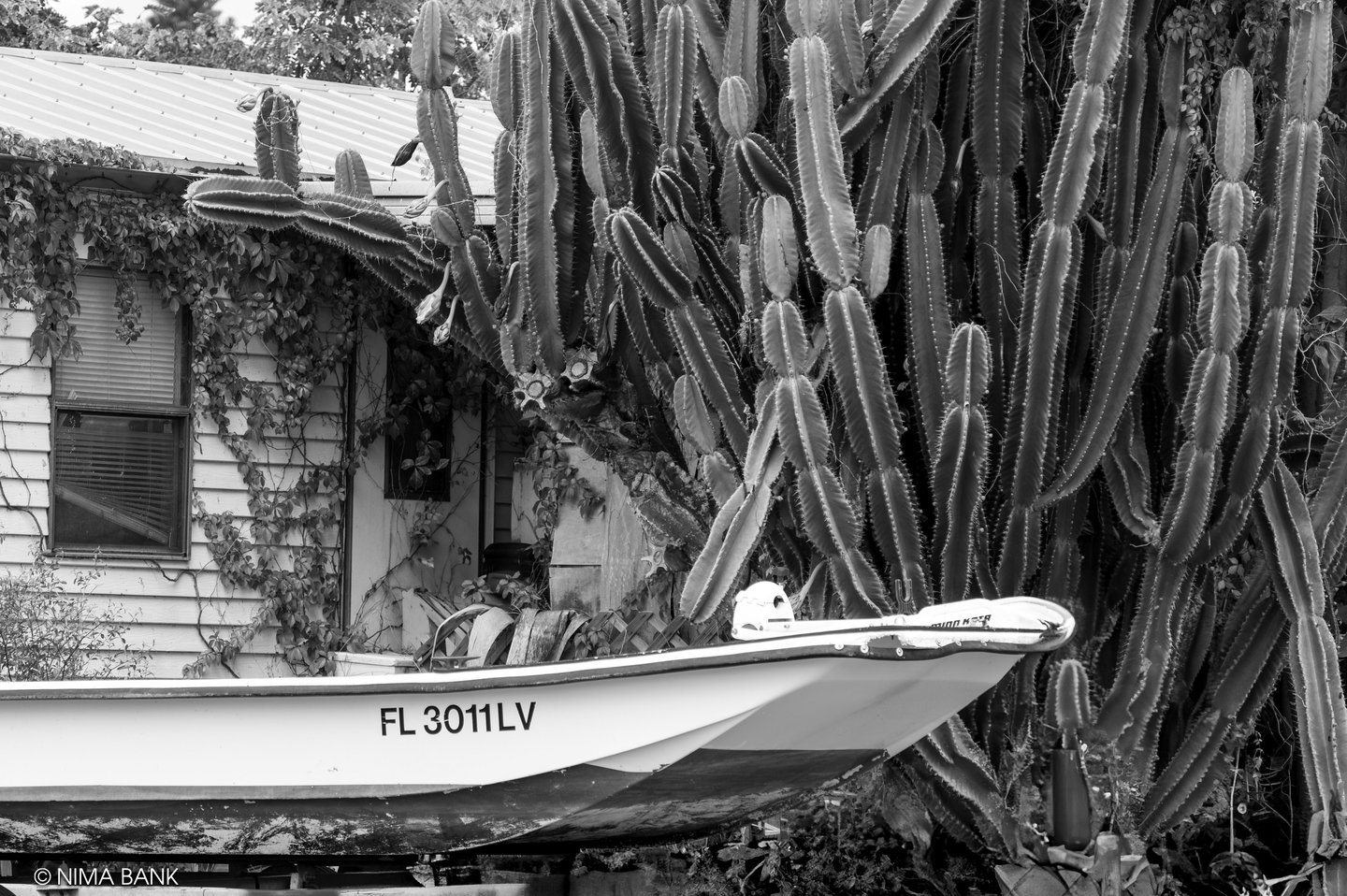 a large cactus behind a boat and house in everglades city florida
