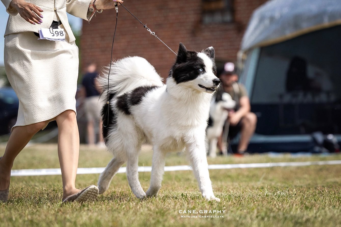 Best yakutian laika kennel