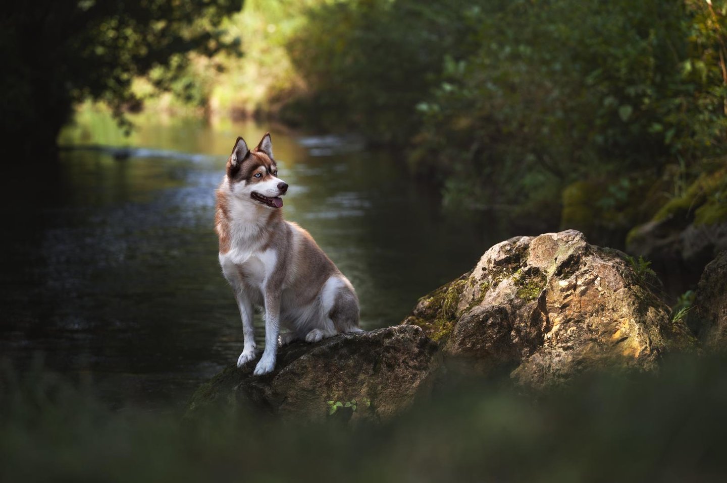 Husky sitzt auf einem Felsen im Wasser.