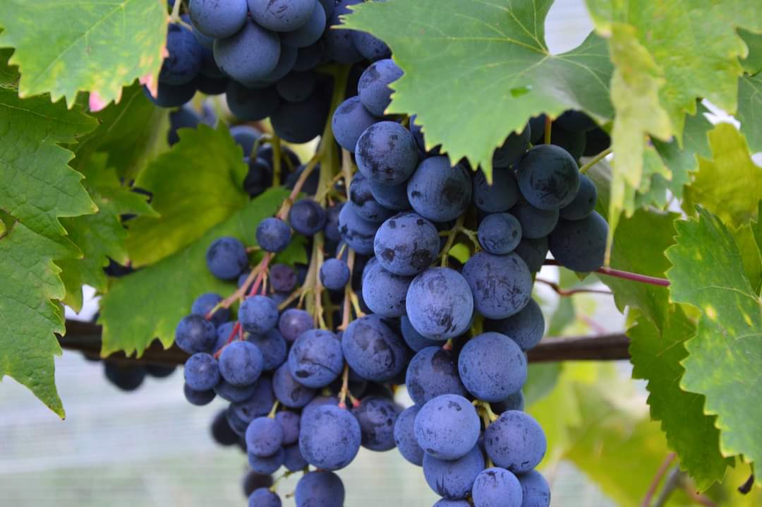 Vignes de raisin bio cultivées dans notre ferme familiale en Savoie