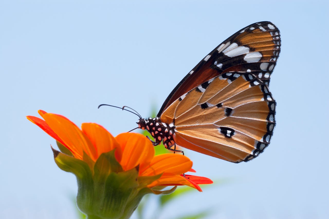 Illuminating the Tiny World: Expert Lighting Techniques for Macro and Close-Up Photography