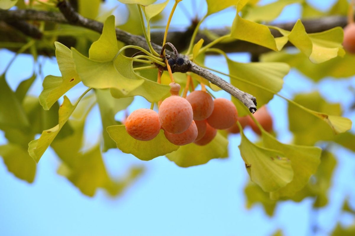 yellow ginkgo biloba leaves and fruits