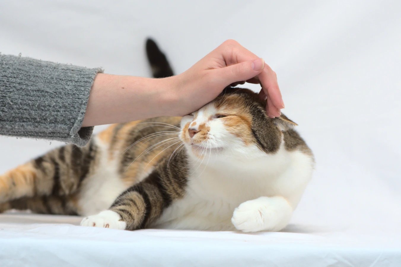 Un chat tricolore couché en train de se faire caresser la tête