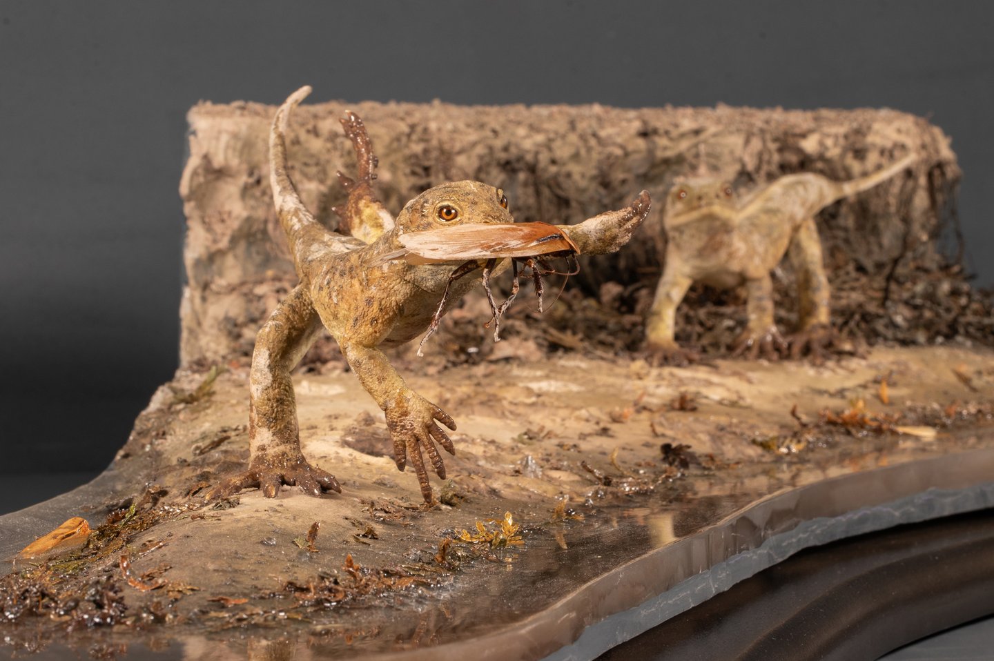 Paleontological reconstruction of two eudibamus models made by Sebastian Brandt (Reco-brandt)