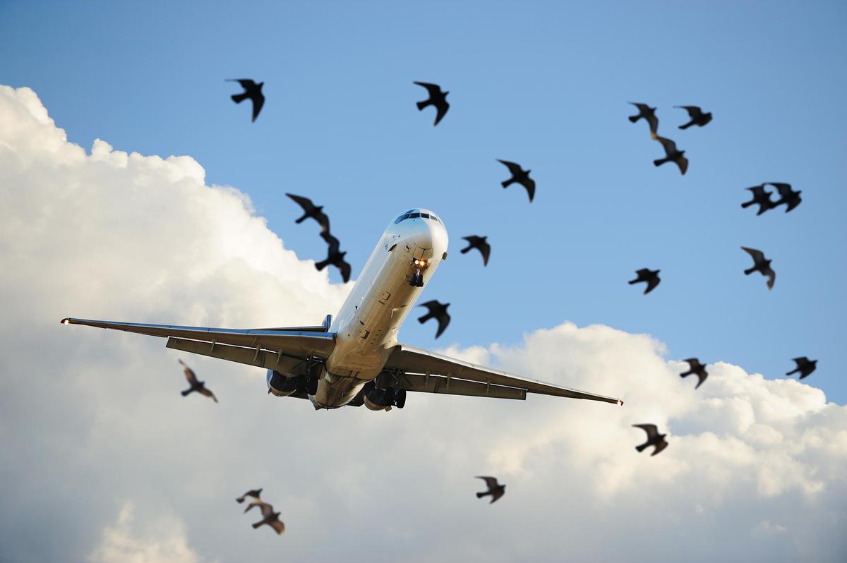 choc aviaire à cause des oiseaux dans les bassins non couvert 