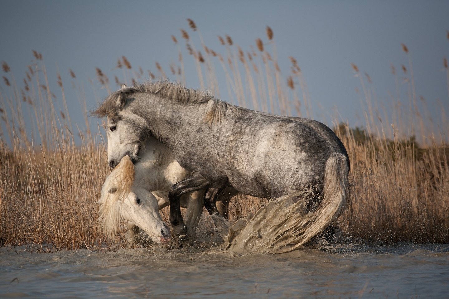 Two wild Camargue horses fighting and splashing in the shallow water of a marshland.