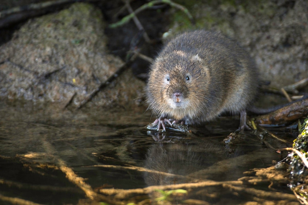 Water vole