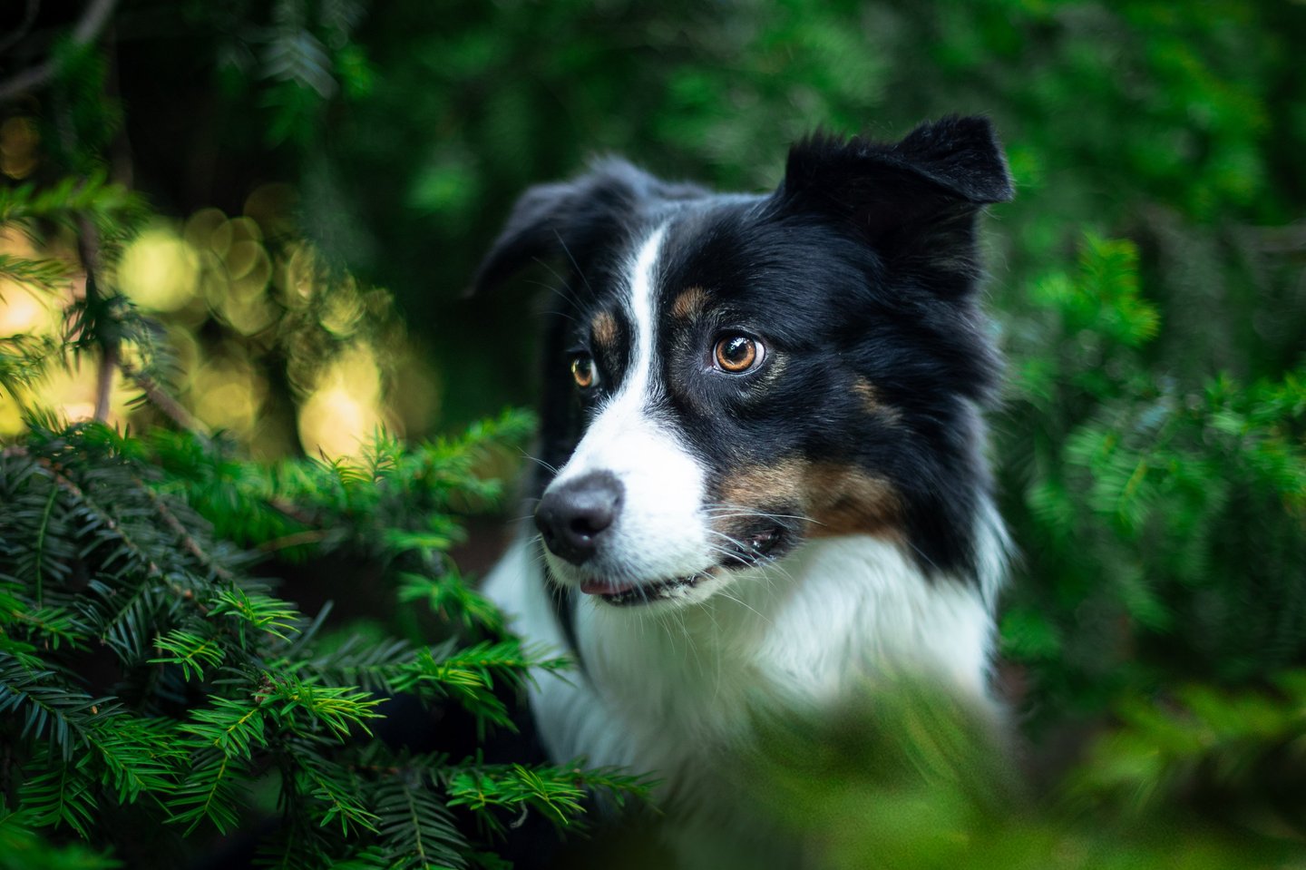 Beobachtender Hund zwischen Bäumen – entspannte Atmosphäre bei Takoda