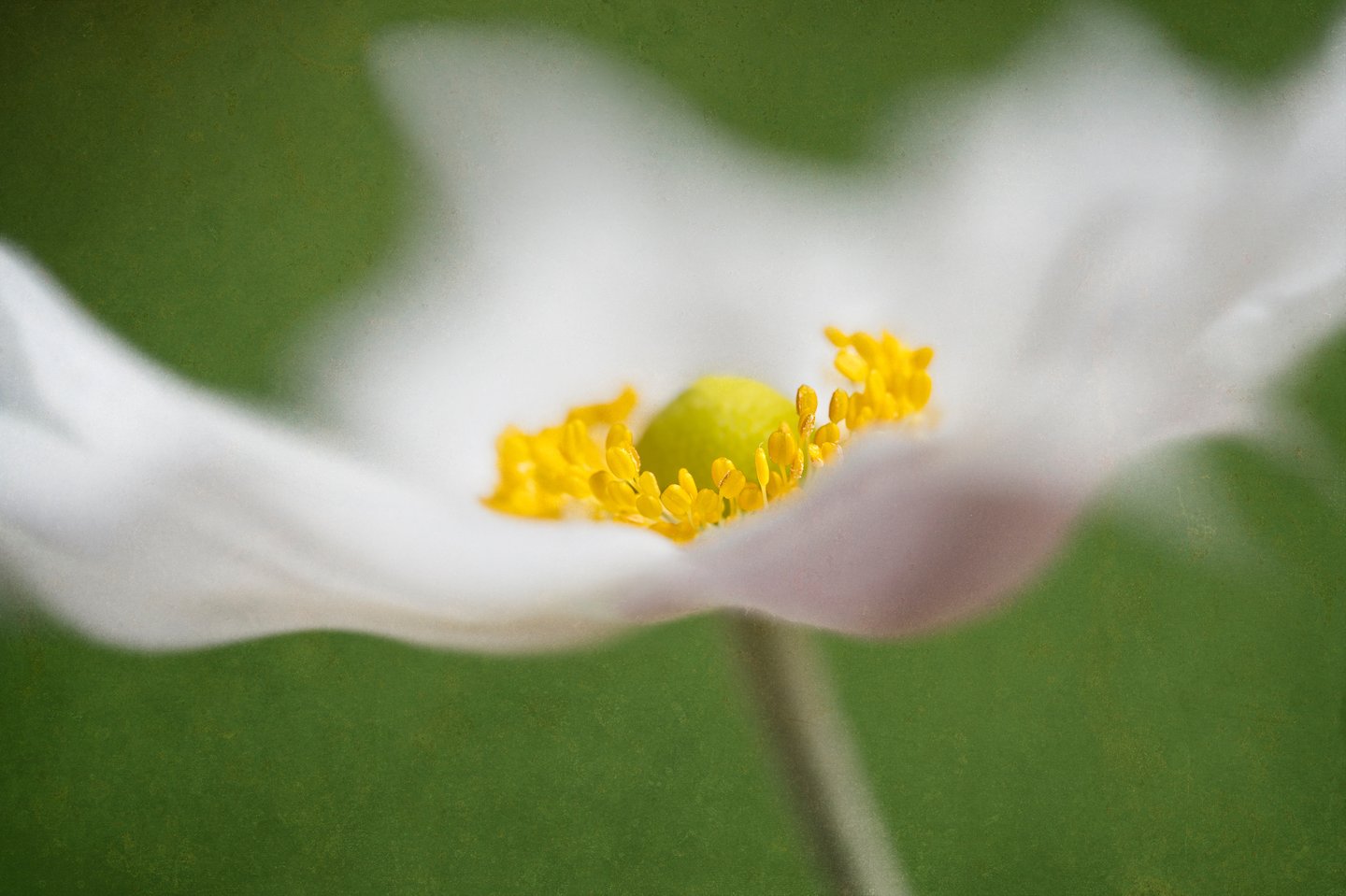 Japanese Wind Flower