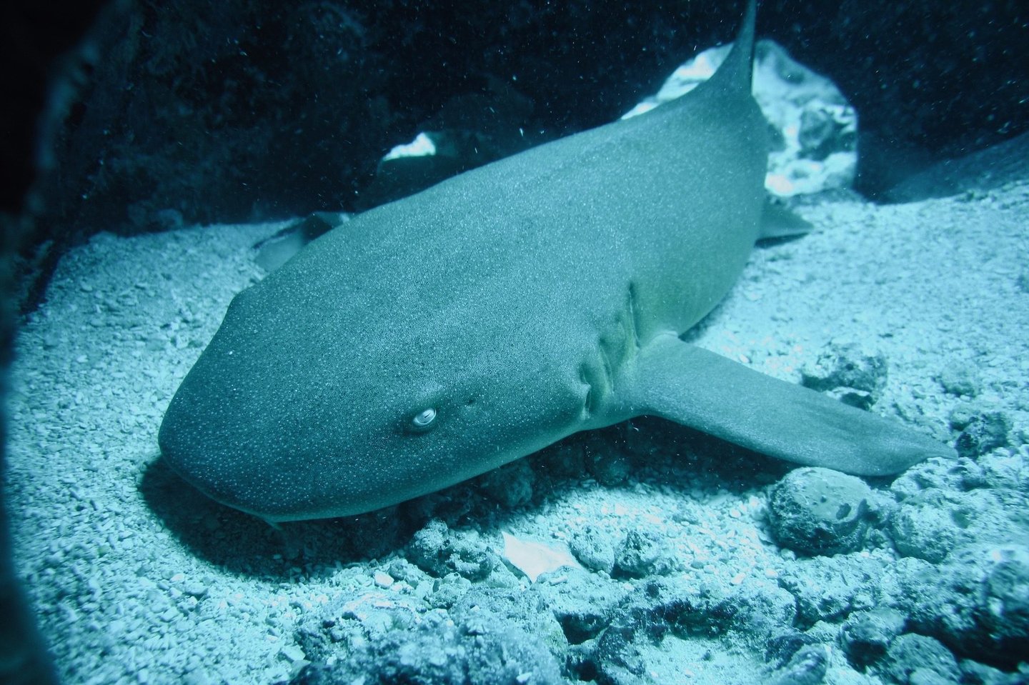 requin