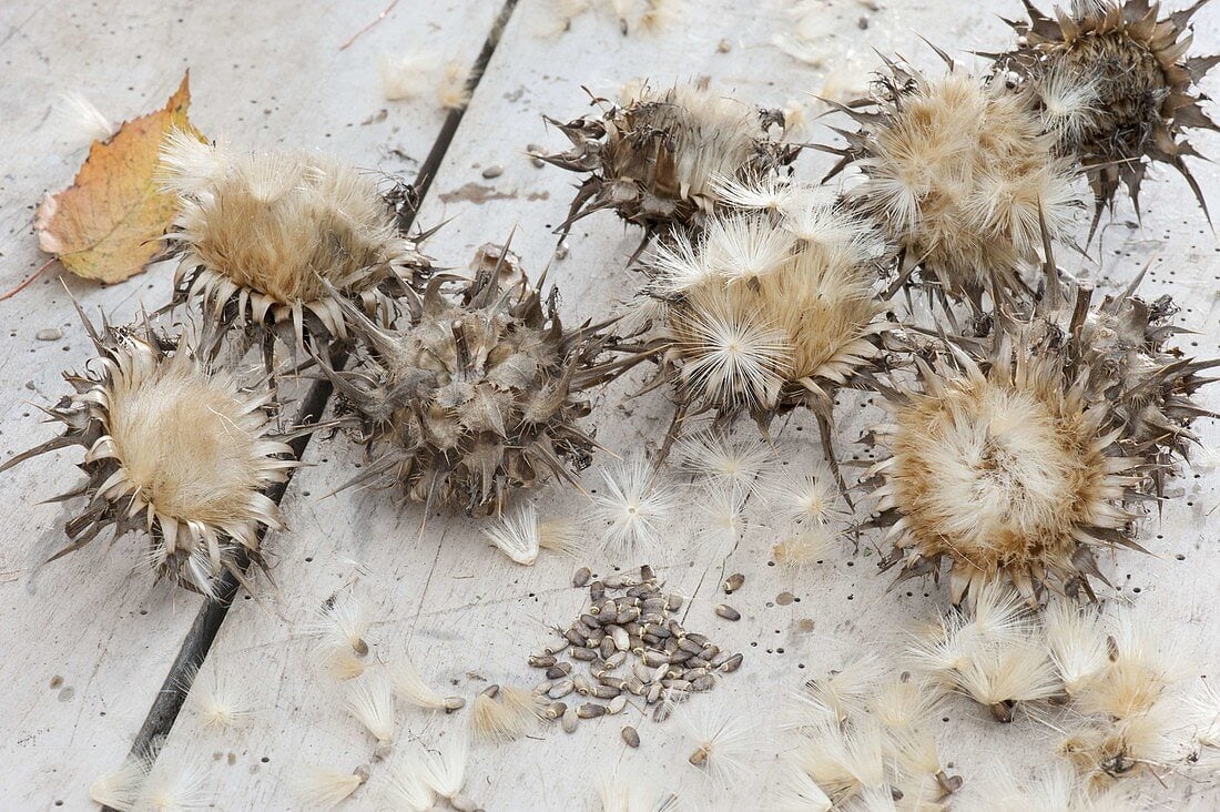 milk thistle seeds