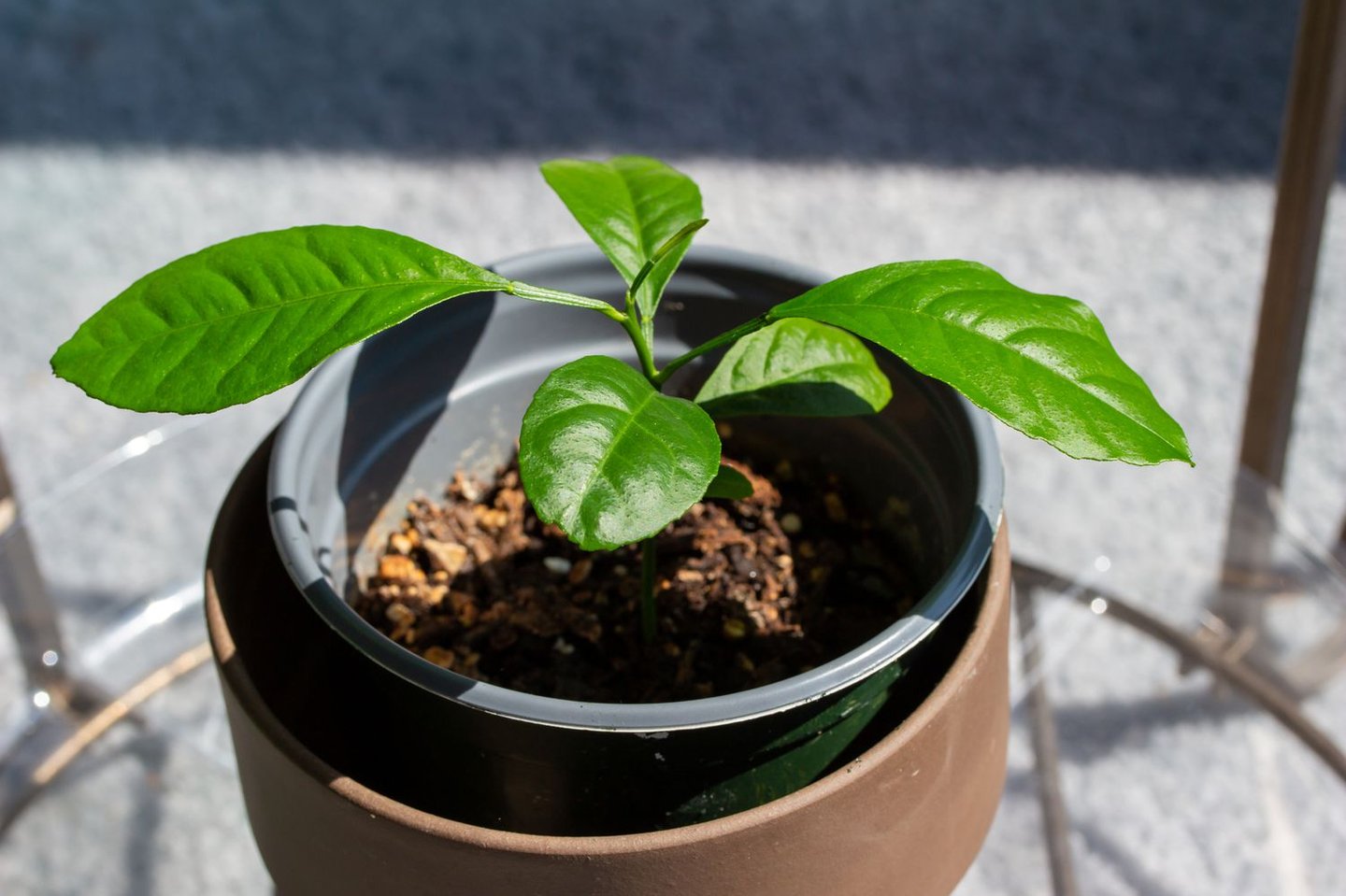 one small Lemon plant seedling with a few leaves
