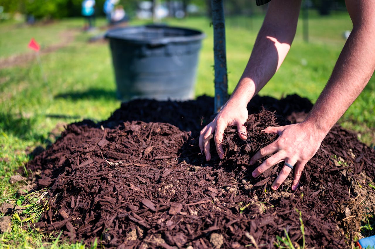 a gardening expert laying mulch around a tree