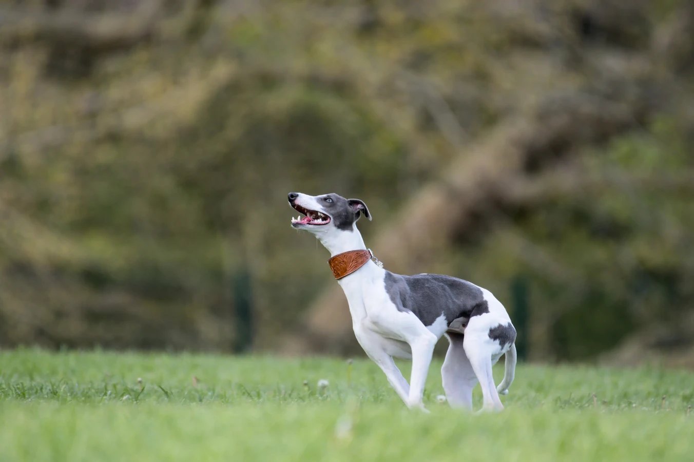 Un chien de la race lévrier courant dans un parc
