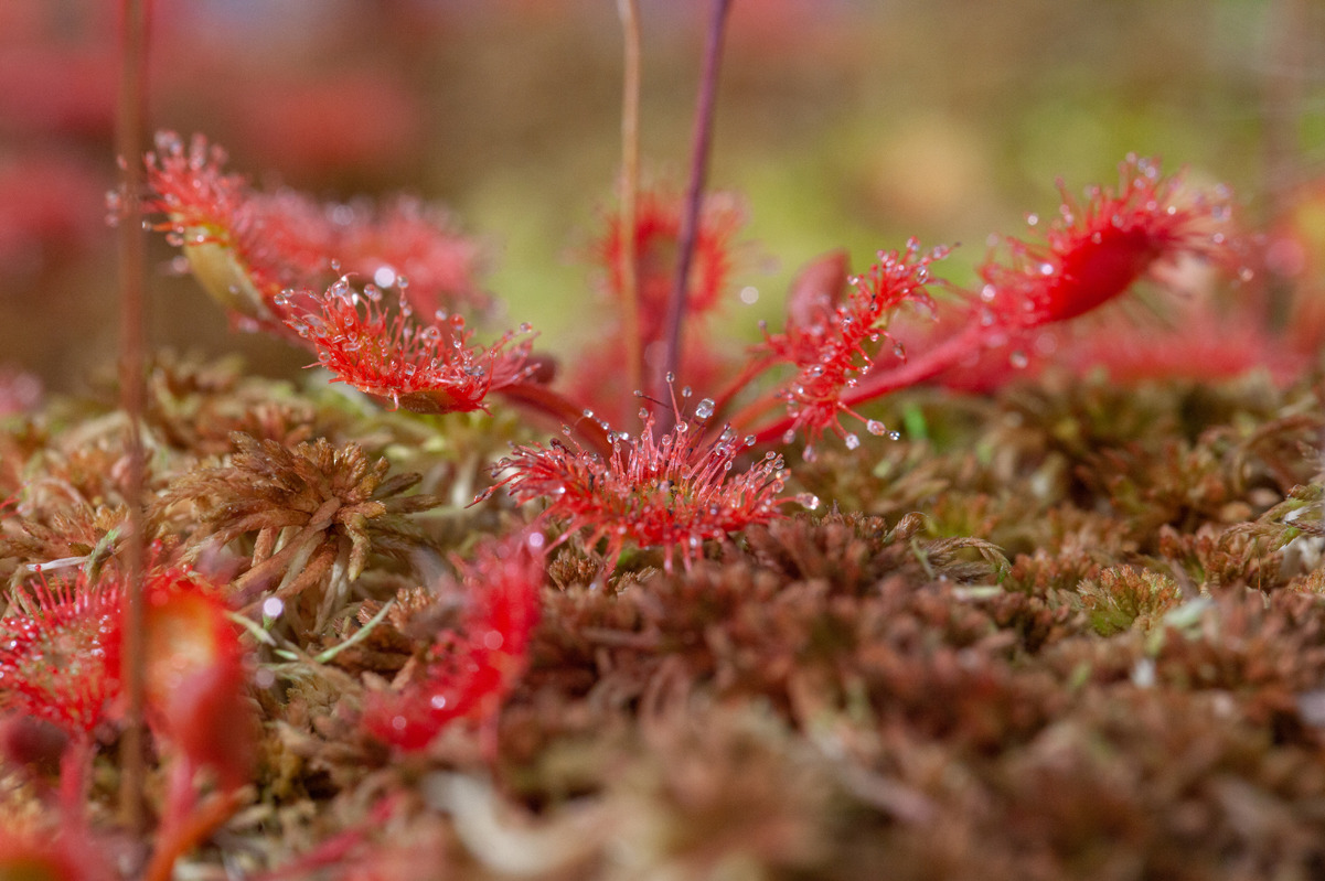 world champion Sundew habitat diorama by sebastian bandt