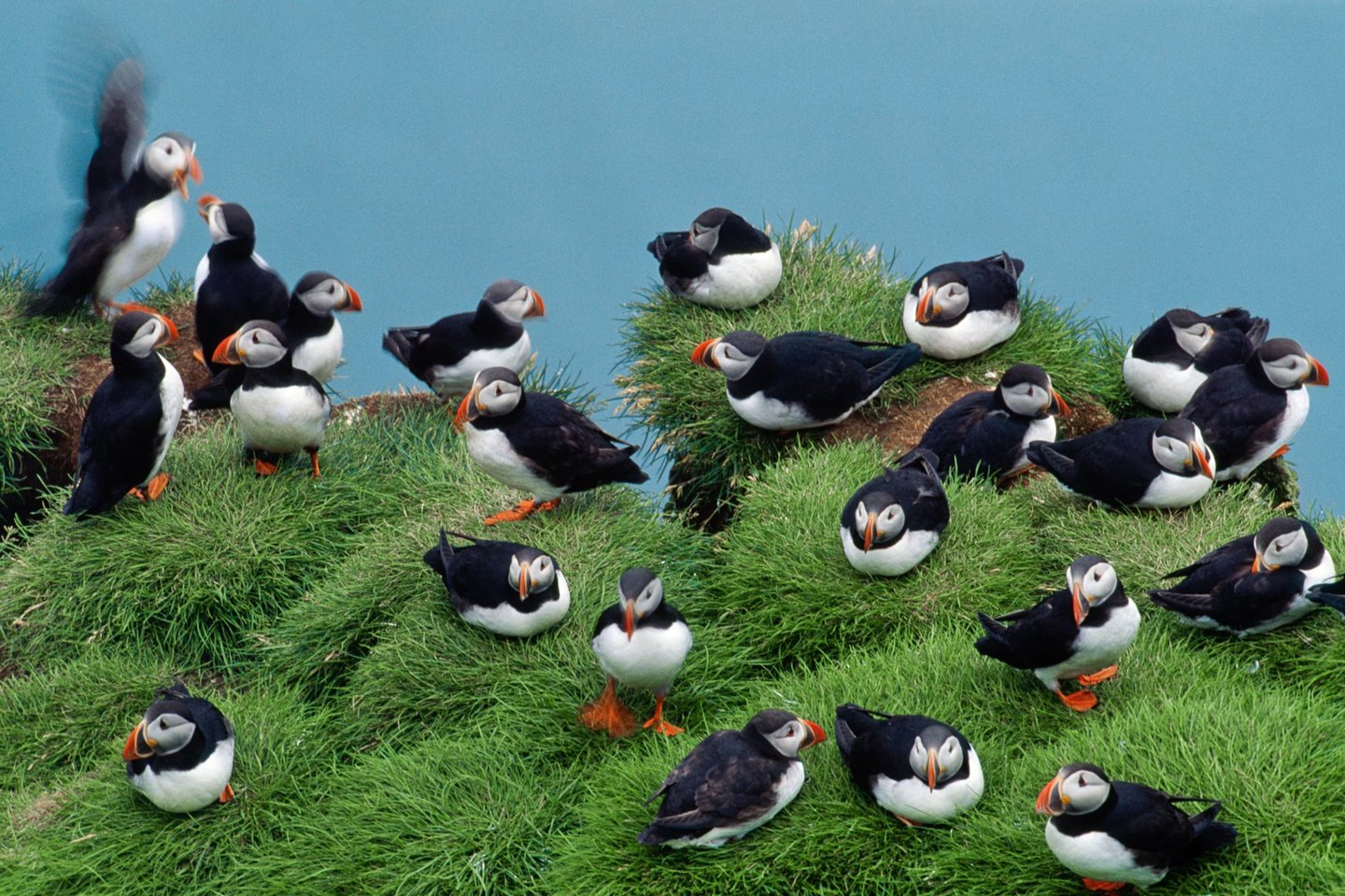 Sea puffins in Iceland