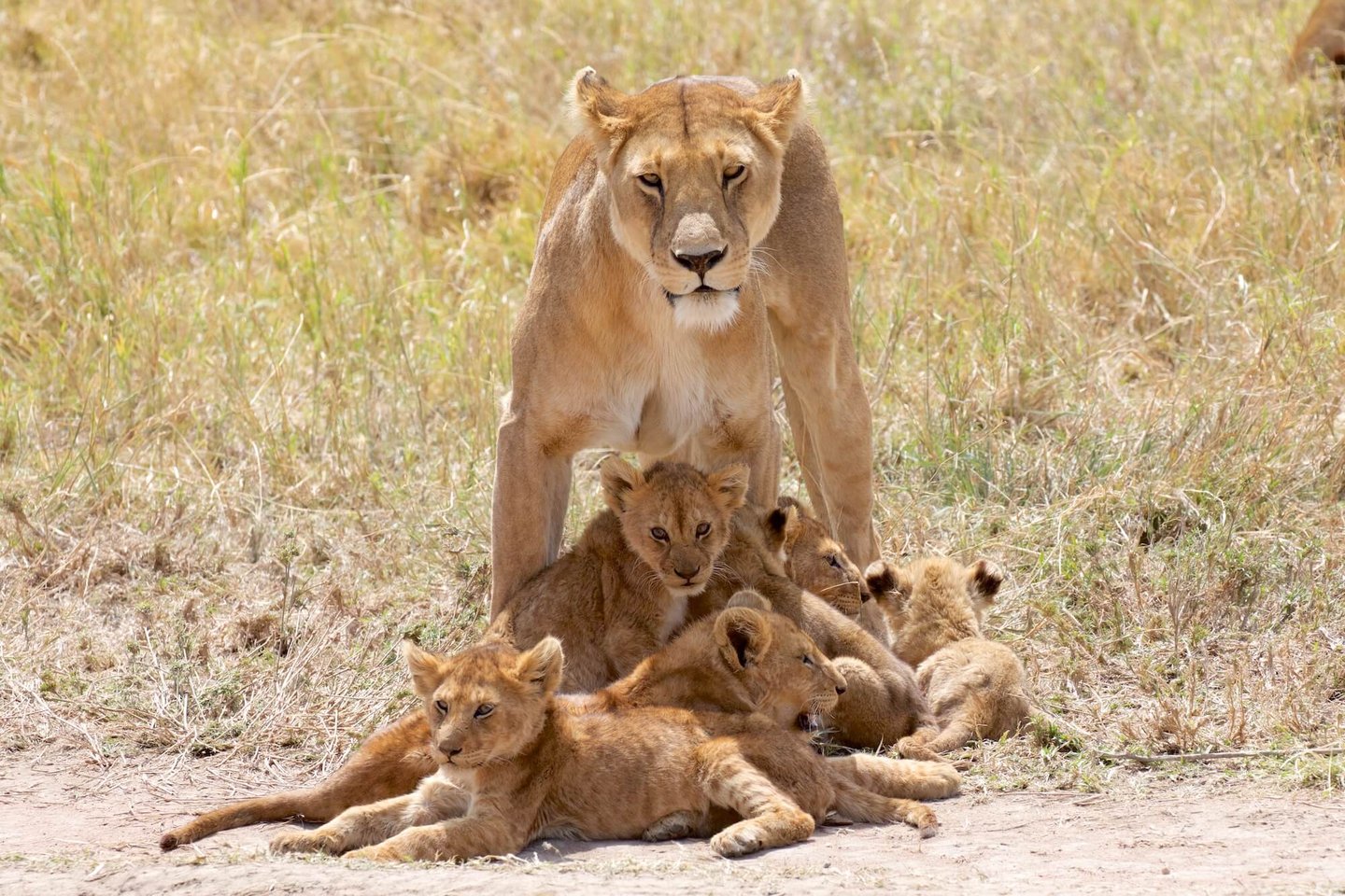 Four Seasons Serengeti Tanzania lion & cubs
