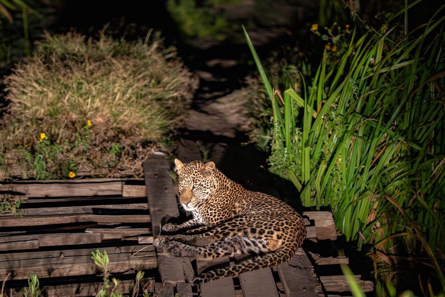 Solio Lodge Kenya leopard