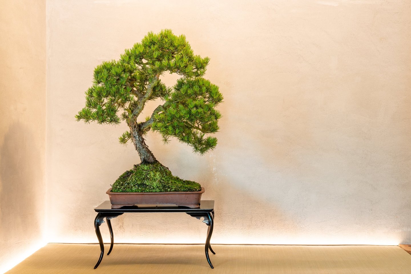 Pine Bonsai displayed in tokonoma