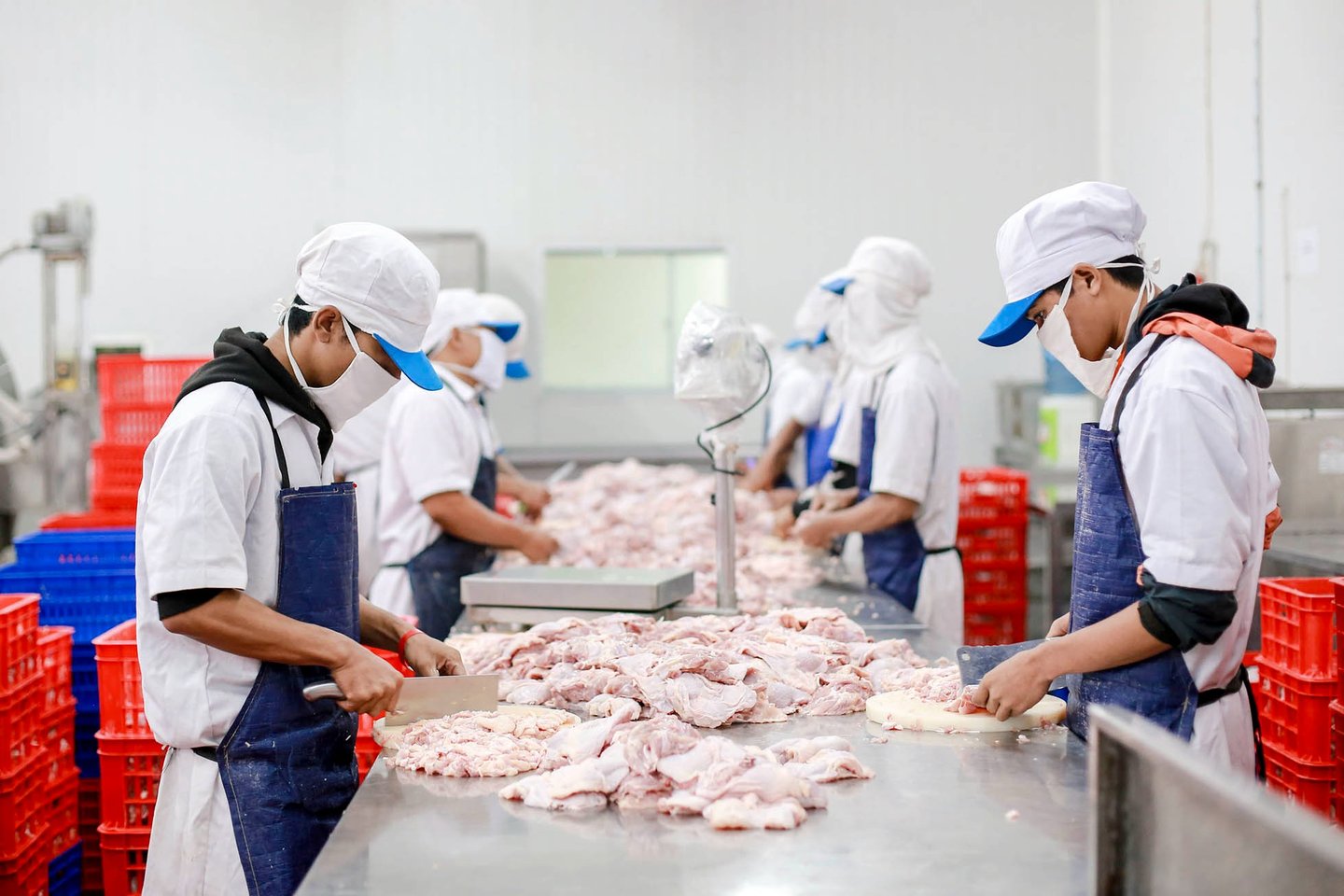 photo proses pemotongan ayam karkas, di rumah pemotongan ayam RPA